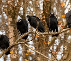 Conowingo vultures