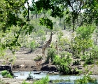 D8S 3598e  At our waterhole