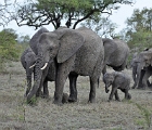 D8S 3697  Elephant herd
