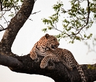 D8S 3811  Leopard in tree