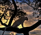 D8S 3818x  Leopard in sunset
