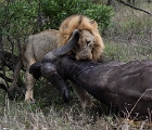 D8S 3999  Lion with kill