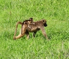 D8S 4762  Baboon baby and mom