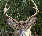 D8S 9104d  Deer