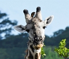 SAfrica (26)  Giraffe with friend