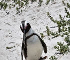SAfricab (2)  African penguin