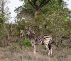 SAfricab (3)  Zebra