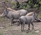 SAfricab (4)  Warthogs