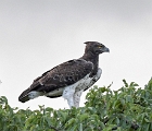 SAfricab (6)  Spotted eagle