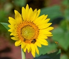 Sunflowers (2)