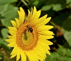 Sunflowers (3)
