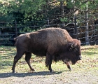ZooDec2017 (2)  American Bison