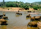 elephants2  Elephants, Sri Lanka